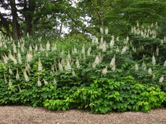 Bottle Brush Buckeye (Aesculus parviflora)